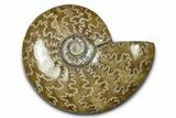 Polished Ammonite (Cleoniceras) Fossil - Madagascar #339176-1